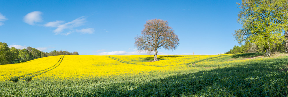 Field with rape and Beech &copy; George Logan